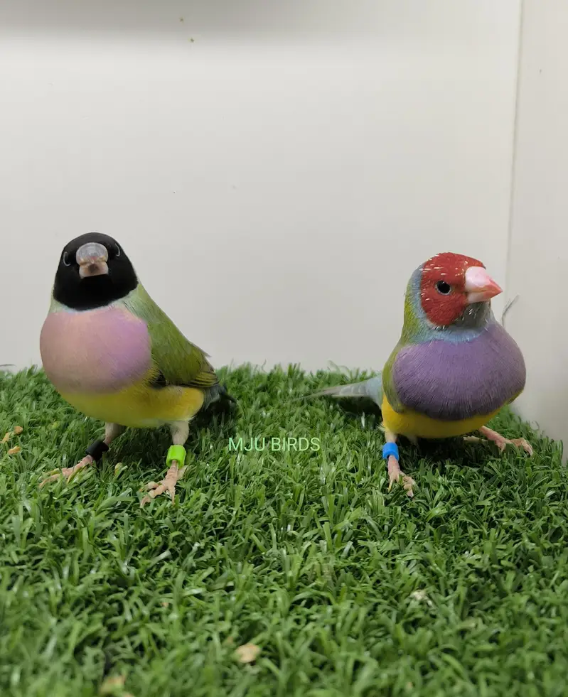 LADY GOULDIAN GOLDIAN FINCHES PAIR — photo 12