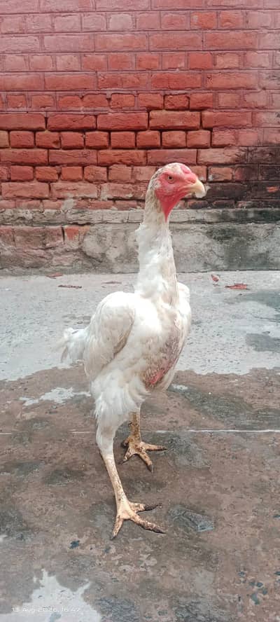 White King Size o Shamo Female