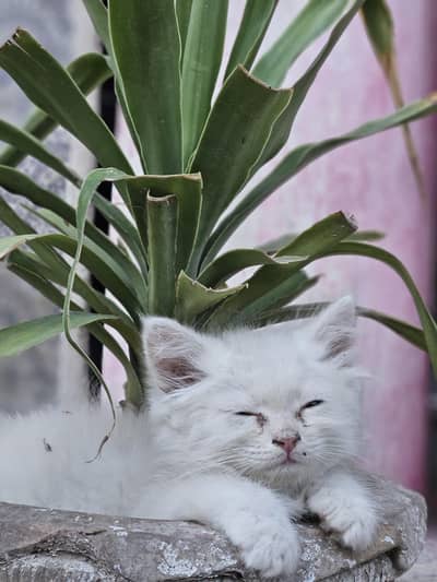 kitten for sale