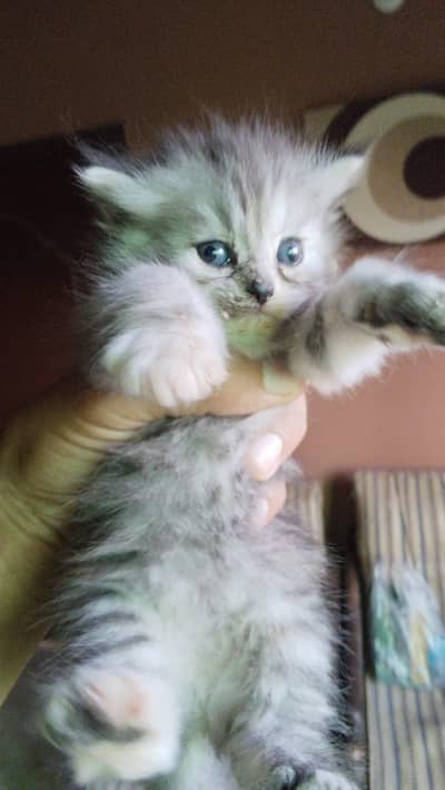 male , female Persian for sale