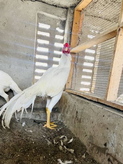 Parrot Beak male | parrot beak aseel | indian parrot beak male