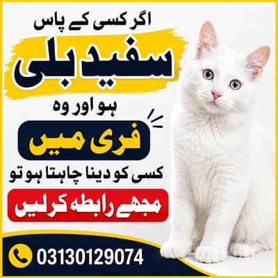 Need Cat