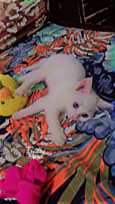 pershin cat femail