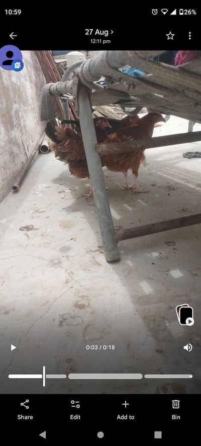 1 misri murga & 9 misri murgia & 1 aseel Sindhi murga
