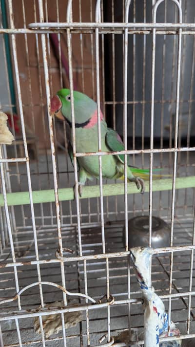Raw parrot for sale