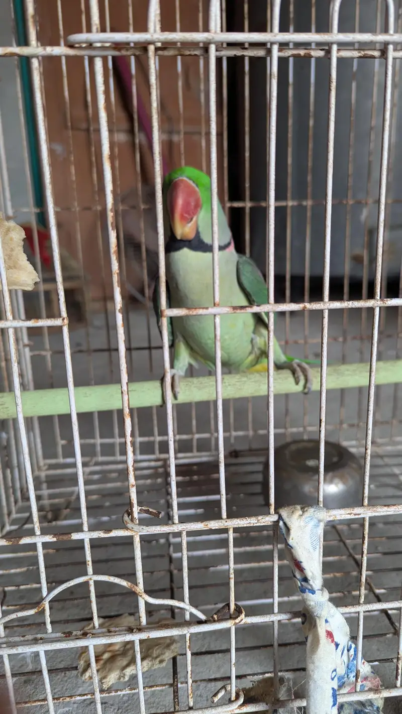 Raw parrot for sale — photo 2