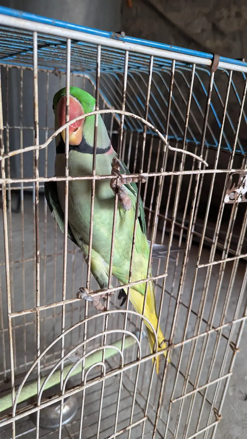 Raw parrot for sale — photo 3