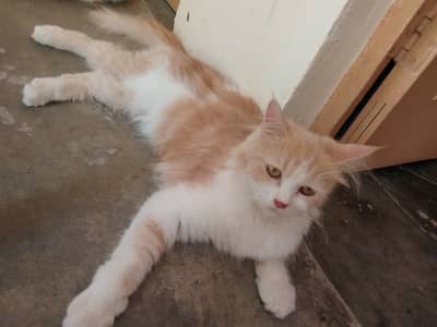 Persian kitten