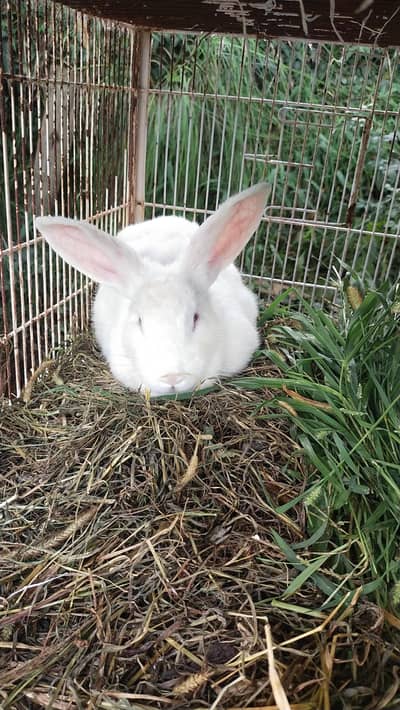 New Zealand rabbit
