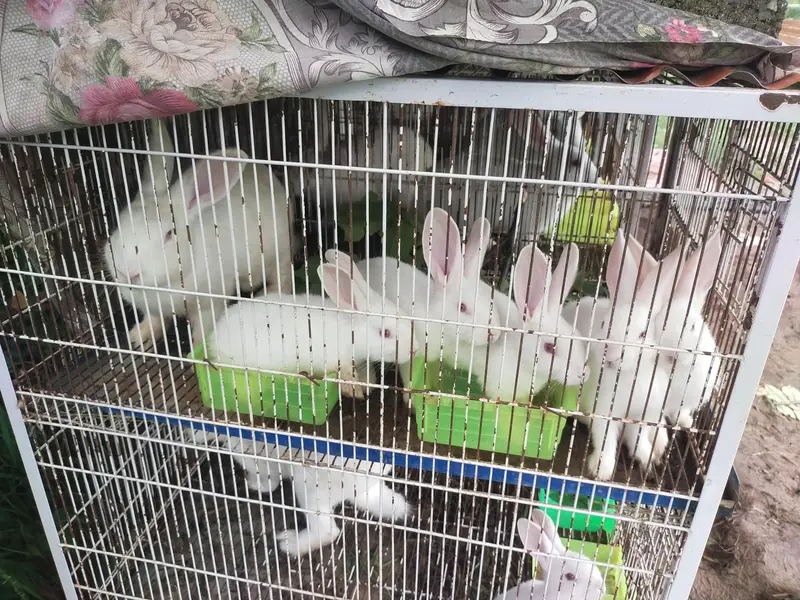 New Zealand rabbit — photo 2