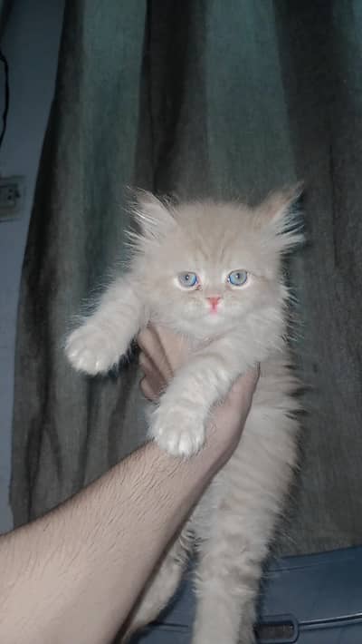 “Cute 2 Months Old Male Kitten for Sale ”