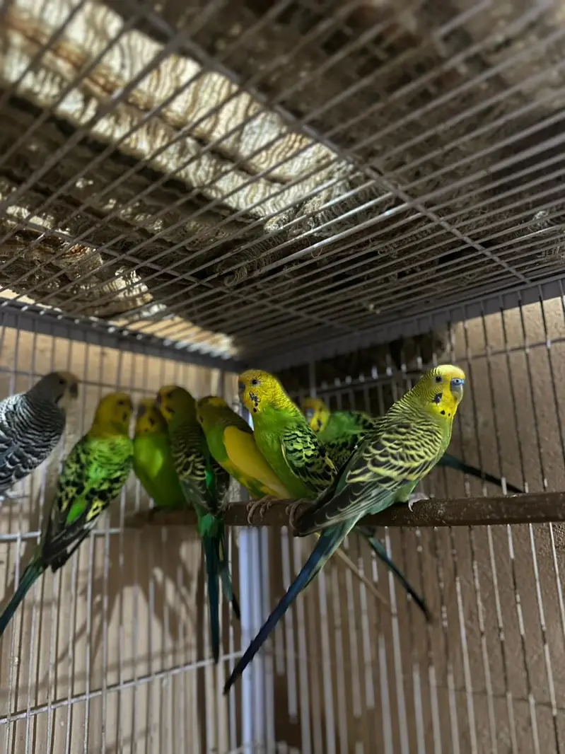 Australian king size/ Cocktail / conurepinapple red factor — photo 2
