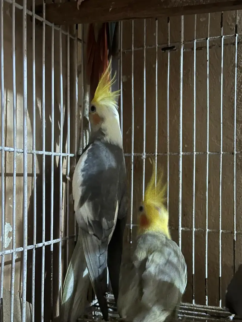 Australian king size/ Cocktail / conurepinapple red factor — photo 3