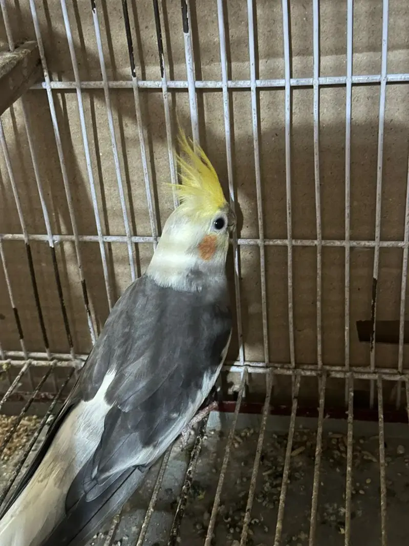 Australian king size/ Cocktail / conurepinapple red factor — photo 4