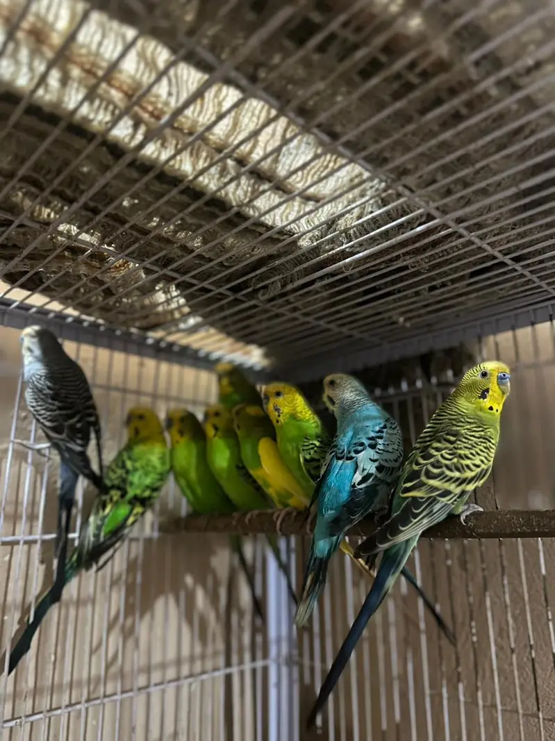 Australian king size/ Cocktail / conurepinapple red factor — photo 5