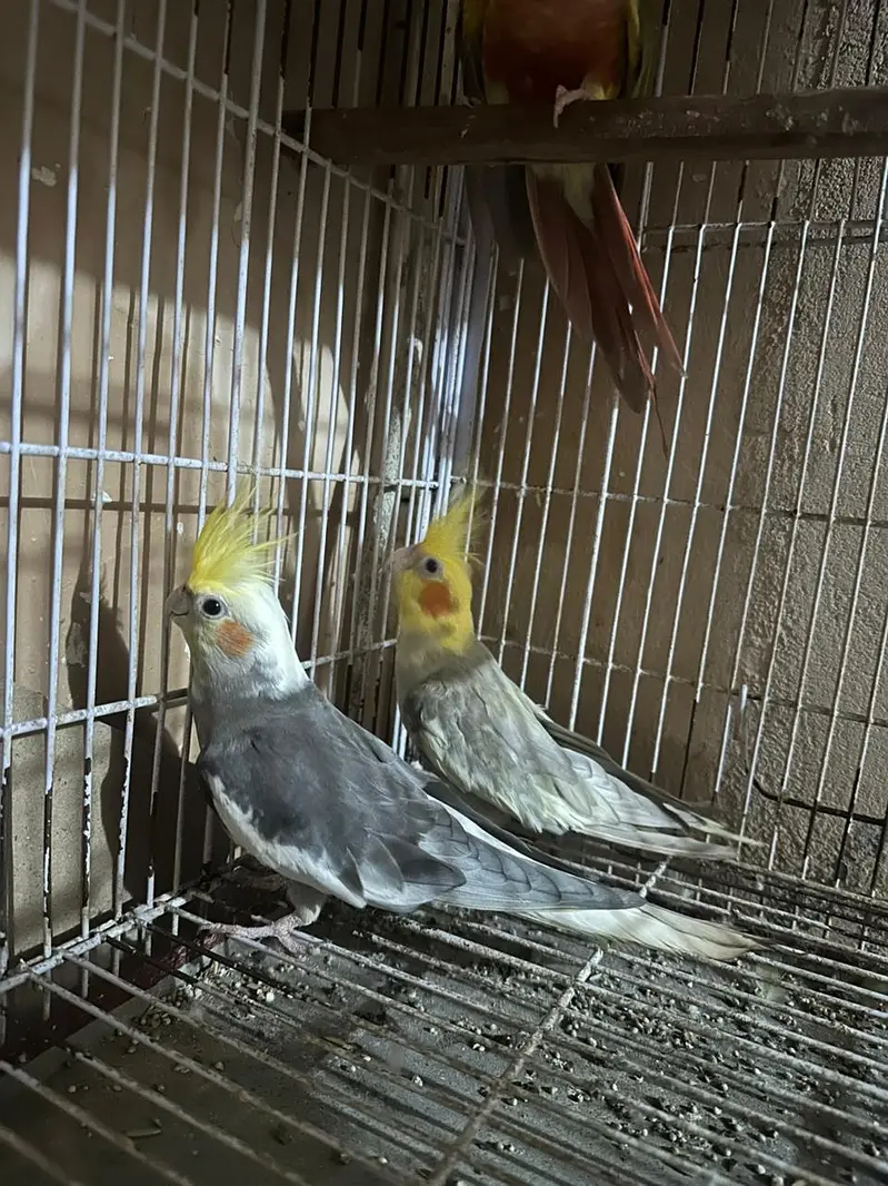 Australian king size/ Cocktail / conurepinapple red factor — photo 6