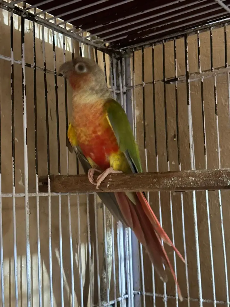 Australian king size/ Cocktail / conurepinapple red factor — photo 7