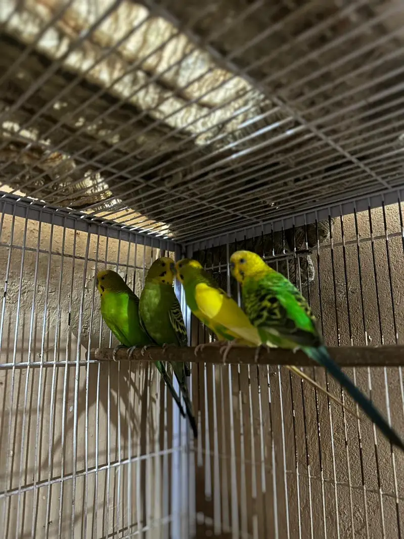 Australian king size/ Cocktail / conurepinapple red factor — photo 8