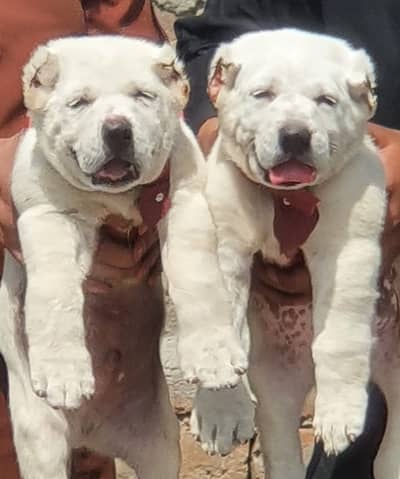 King alabai | alabai puppies pair | alabai dog for sale | Alabai