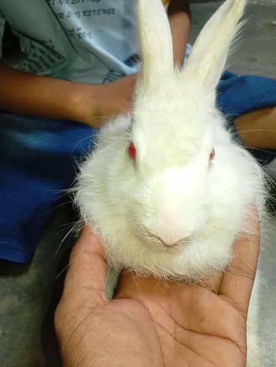 newziland rabbit