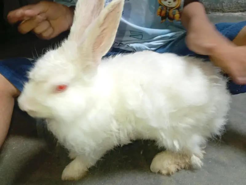 newziland rabbit — photo 2