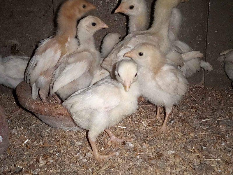Heera chicks 1