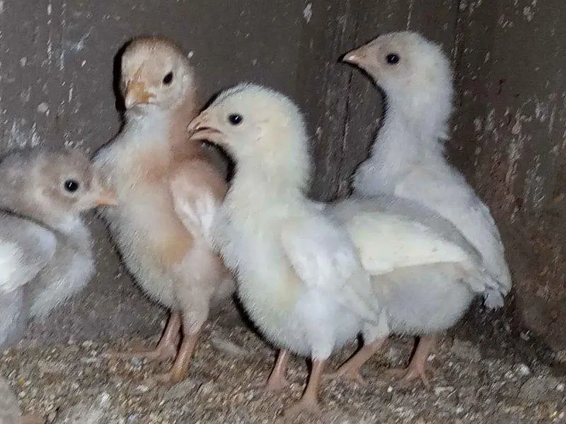 Heera chicks — photo 3