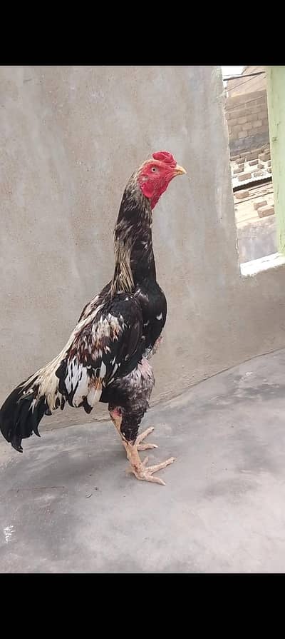 aseel mianwali