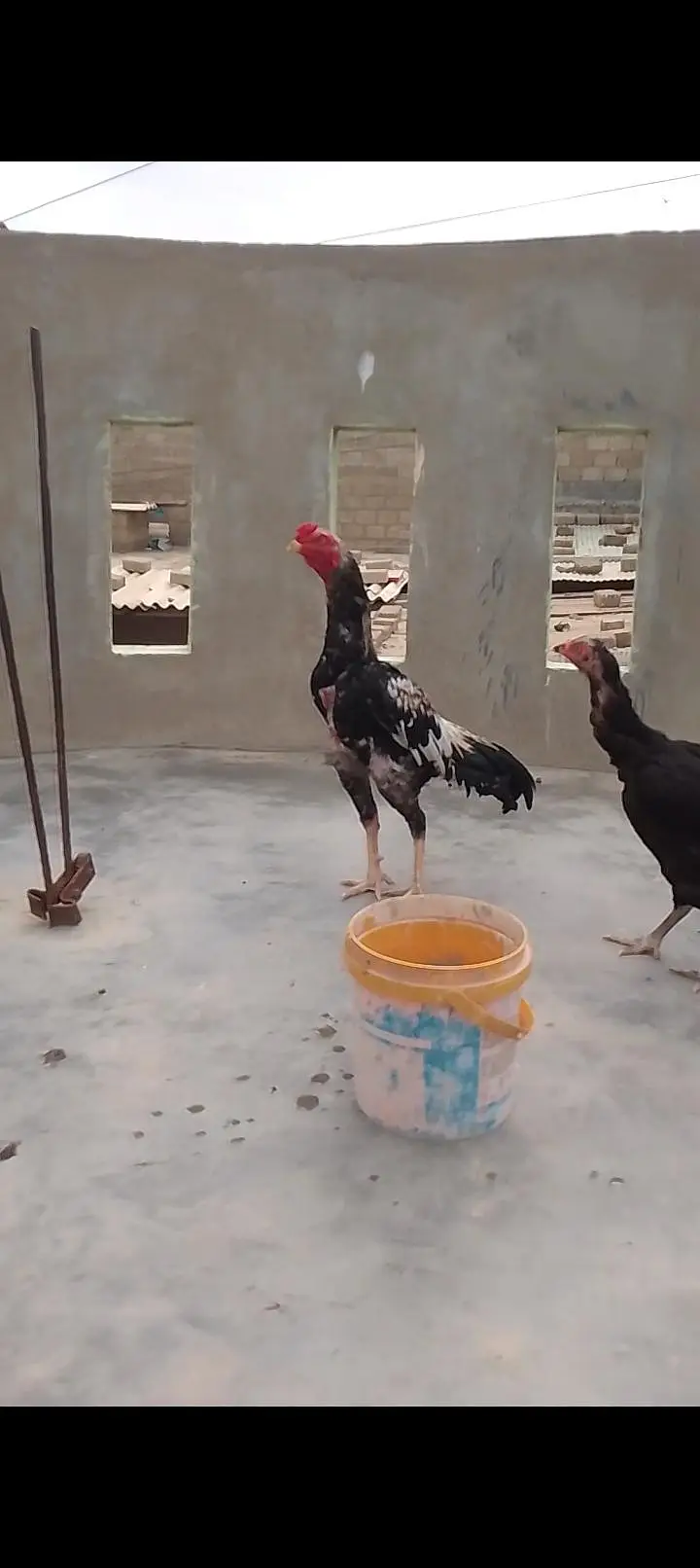aseel mianwali — photo 2