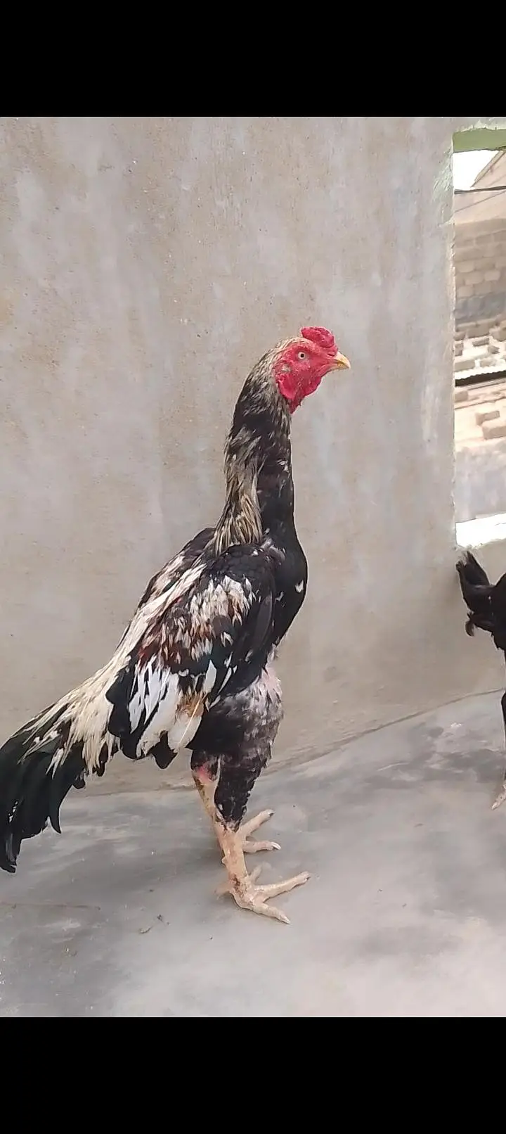 aseel mianwali — photo 3