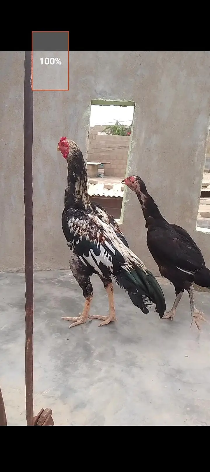 aseel mianwali — photo 4