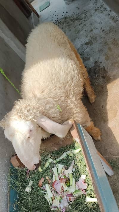 kajli female 5 ya 6 month age hn