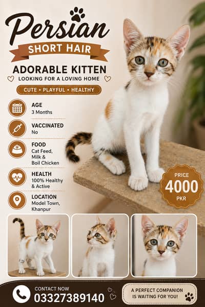Persian Short-Hair Kitten for Sale – Healthy & Adorable