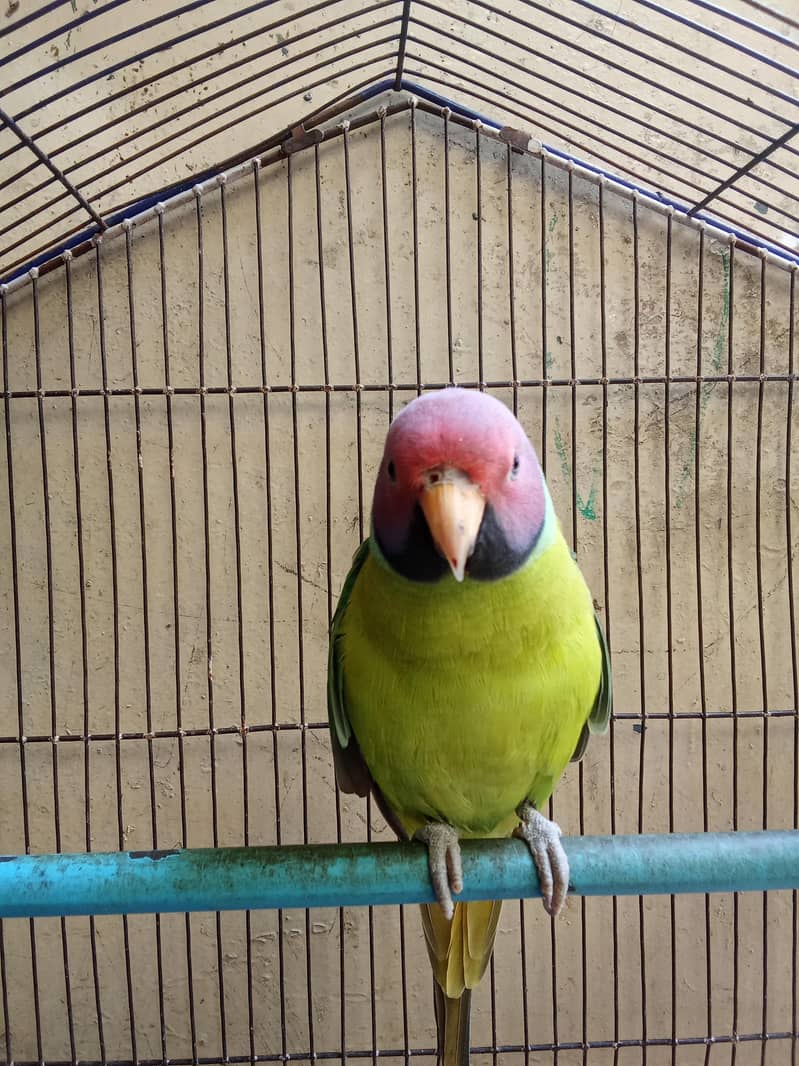 plum headed 1