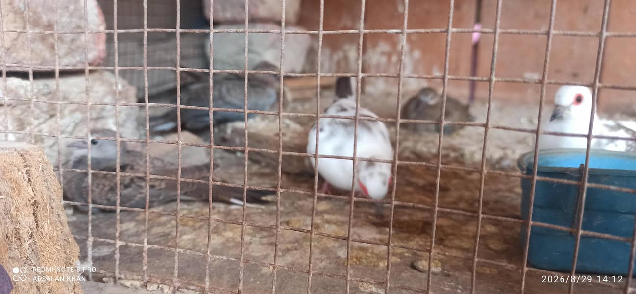 Pied Dove 1