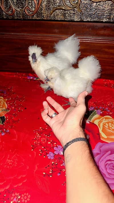 Silkie Hen's 1Male 2Femals