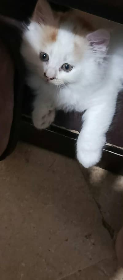 03125577739 percian kitten for sale