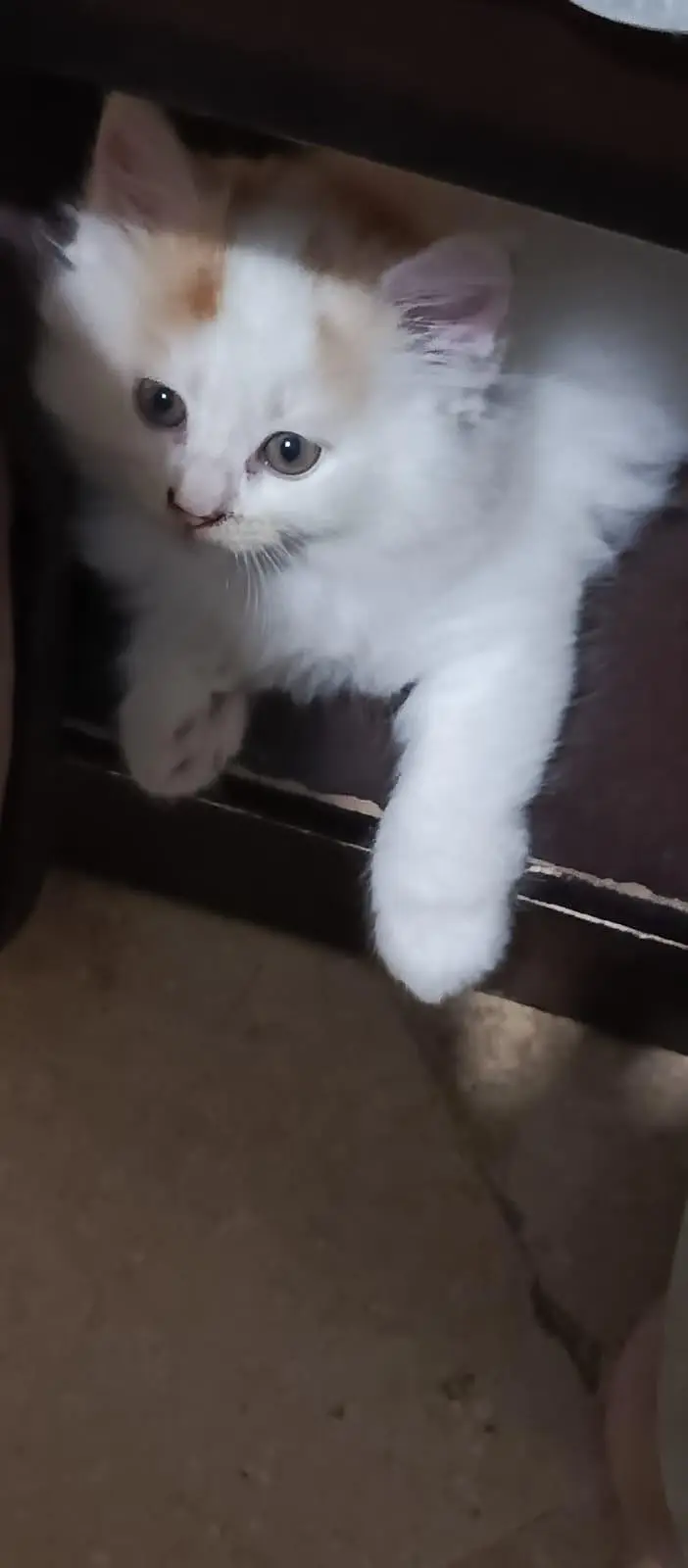 A very beauty full Poty urine trades peecain kitten — photo 2