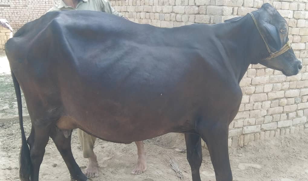 گائے برائے فروخت 1