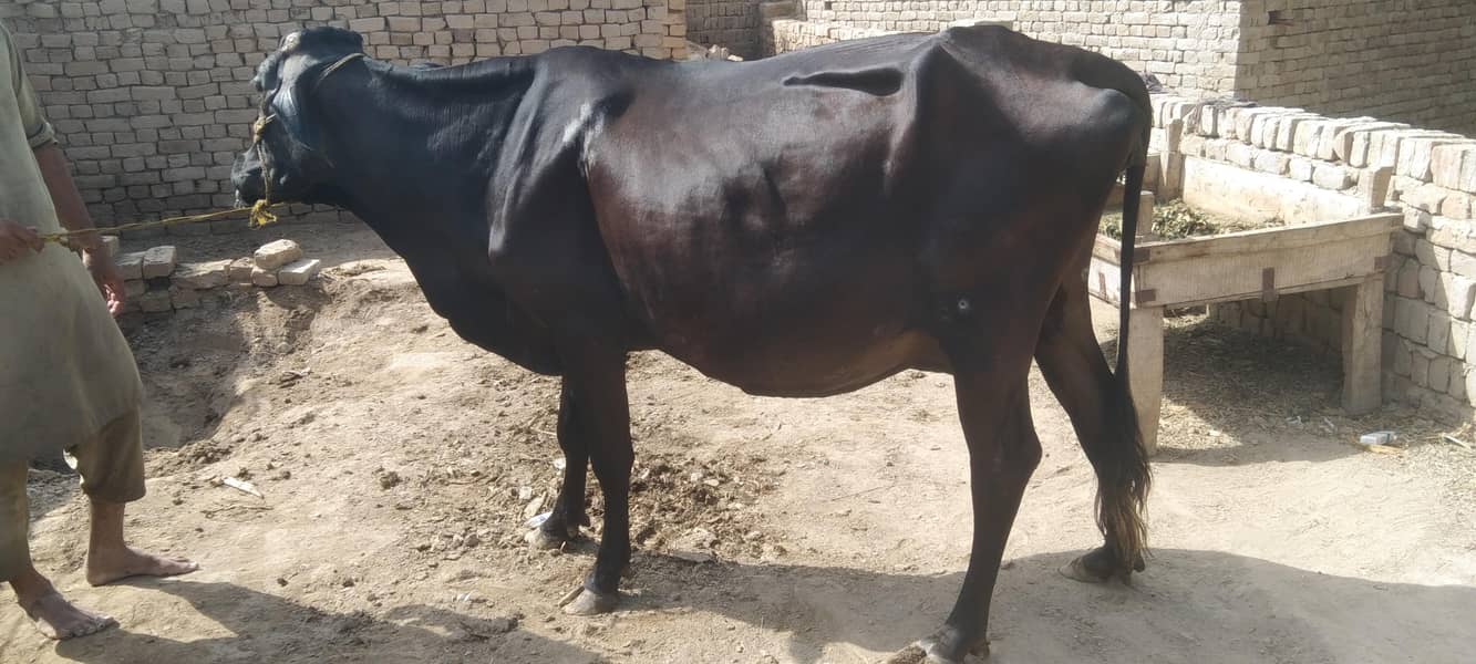 گائے برائے فروخت 4