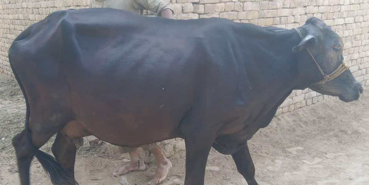 گائے برائے فروخت 8