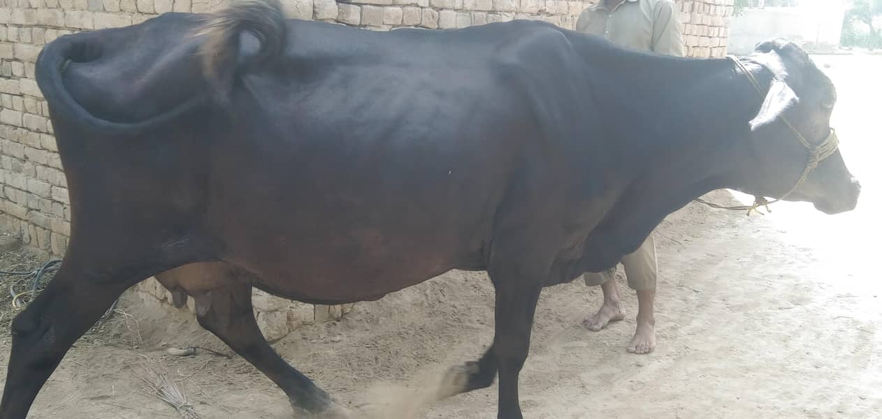 گائے برائے فروخت 9