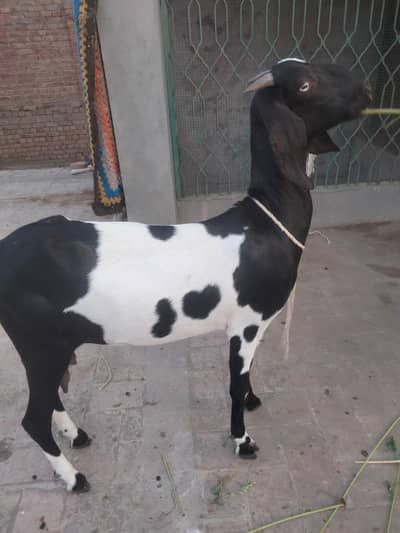 High Quality Bakri for sale in Multan