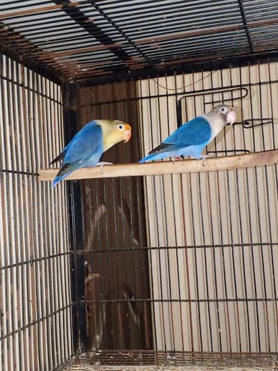 love birds different breeder pairs available