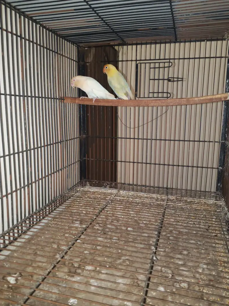 love birds different breeder pairs available — photo 2