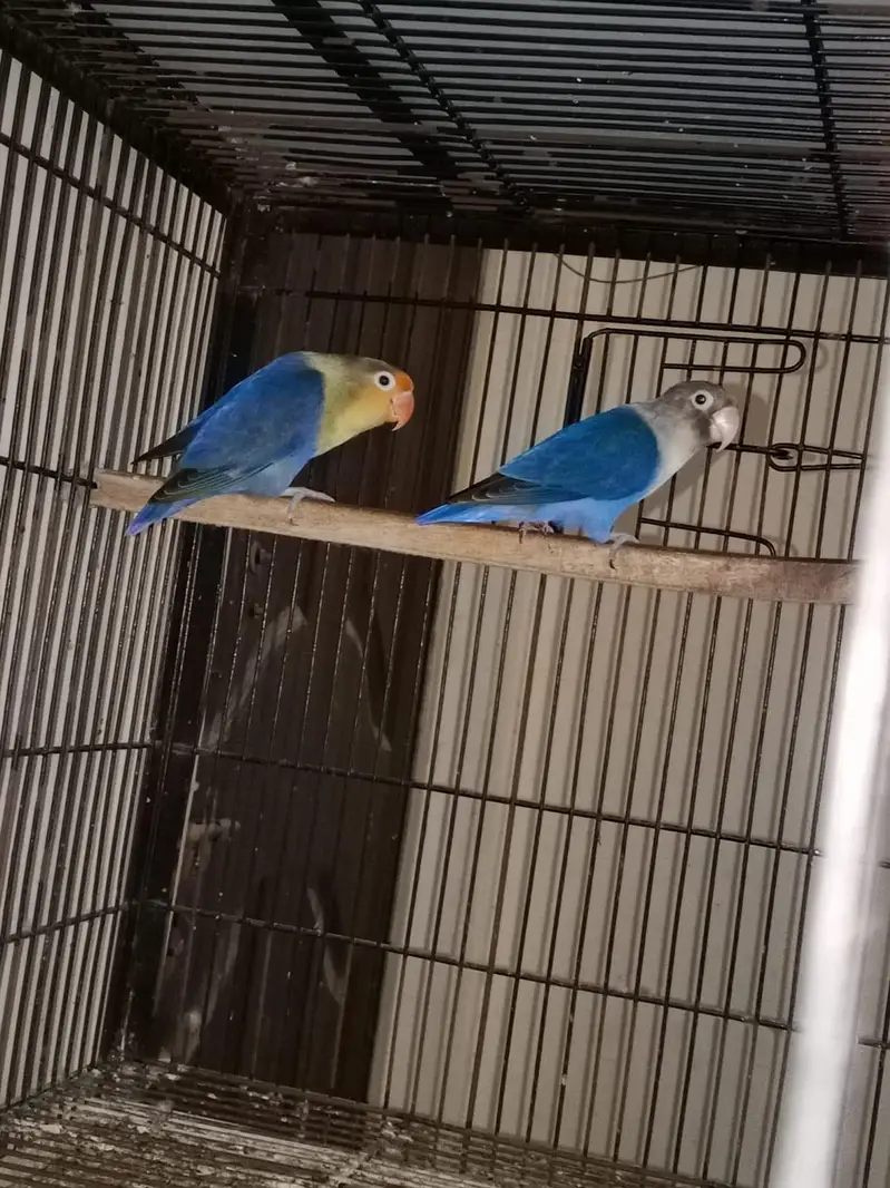 love birds different breeder pairs available — photo 3