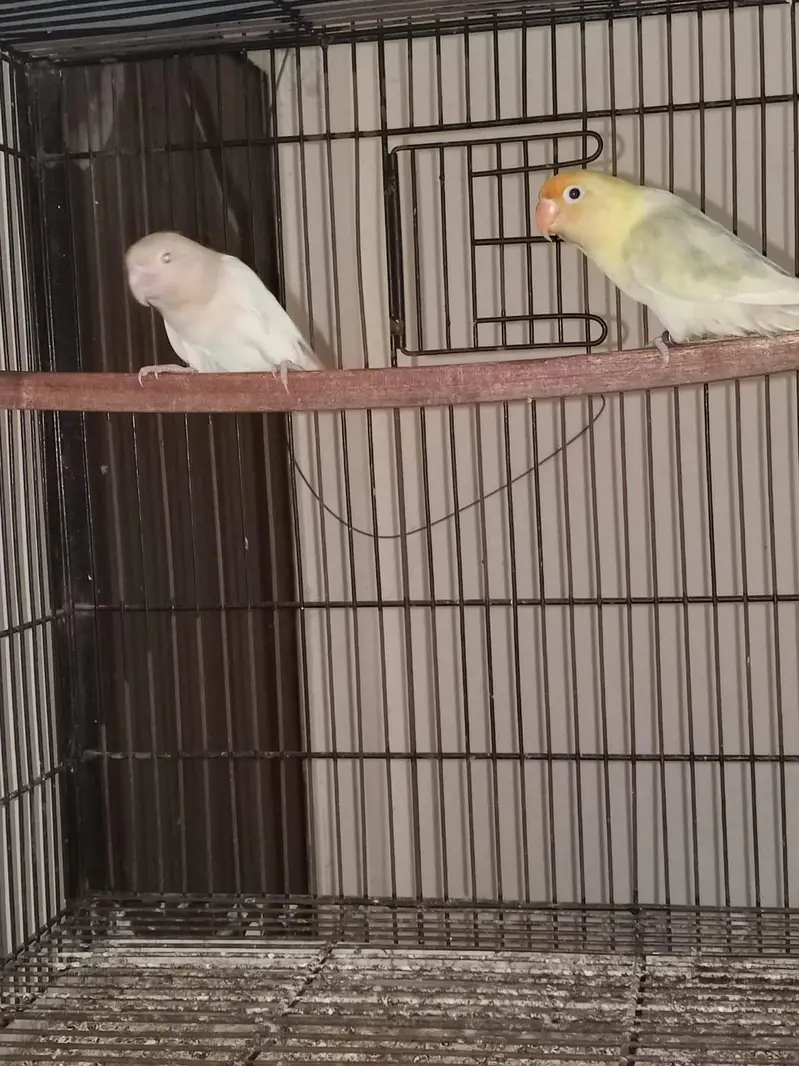 love birds different breeder pairs available — photo 4