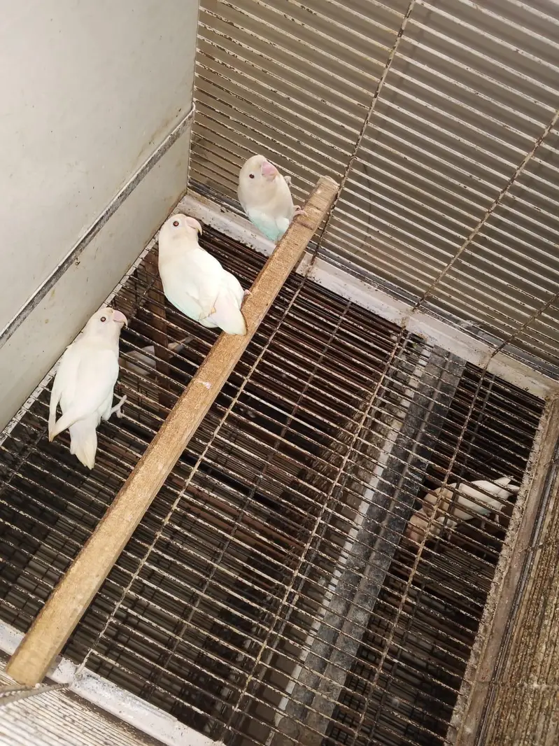 love birds different breeder pairs available — photo 5