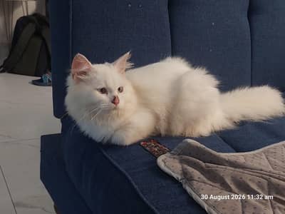 Persian kittens pair (male,female)