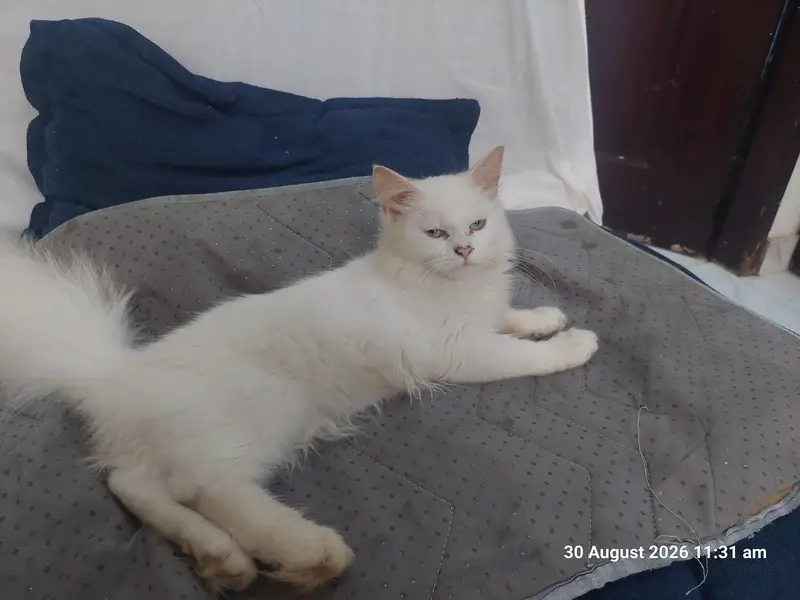 Persian kittens pair (male,female) — photo 2